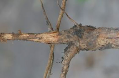 Cotton (Texas) Root Rot